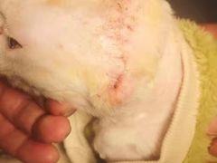 -瑞派雷欧宠物医院·24h夜诊·心脏骨科牙科·全科重症转诊中心(无影山店)