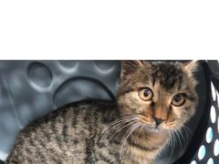 -美联众合动物医院(·中兽医·疑难杂症·严家桥分院)