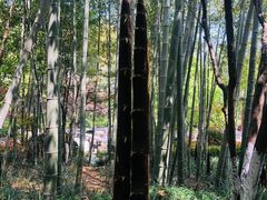 -杭州半山国家森林公园