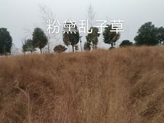 -花博汇(知音花月夜)