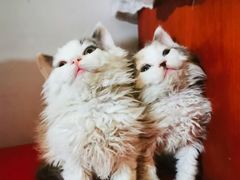 -宠爱国际动物医院· 猫科· 外科·中兽医(长白店)