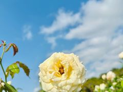 -亚龙湾国际玫瑰谷