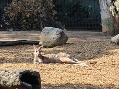 -费瑟代尔野生动物园