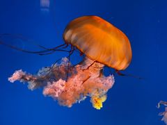 -太平洋海底世界