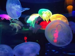 -太平洋海底世界