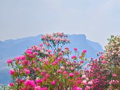 -贵州百里杜鹃风景名胜区