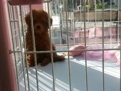 android_upload_pic-爱宠屋pet shop·宠物洗澡·宠物美容