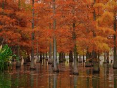 -白鹭湾湿地公园