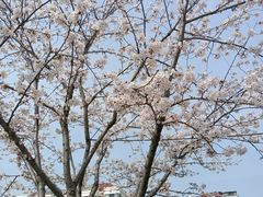 -高东镇樱花园