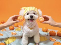 -艾贝尔宠物医院 ·内科全科(梁溪路店)