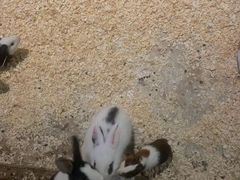 -绿色星球动物主题公园