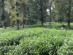 -野蔓果·山野菜(西湖景区·龙井茶田店)