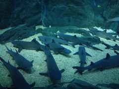 -烟台海昌鲸鲨海洋公园