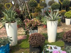 -龙大花卉苗木市场