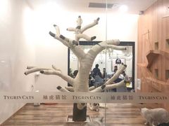-袖虎·猫馆(体育西路店)