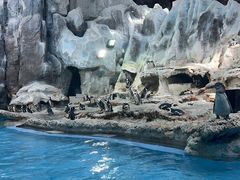 -帝企鹅自助餐厅•儿童岛•真企鹅(长隆企鹅酒店)