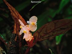 -海南热带雨林国家公园吊罗山景区