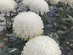 -贵州省植物园
