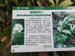 -中国科学院西双版纳热带植物园