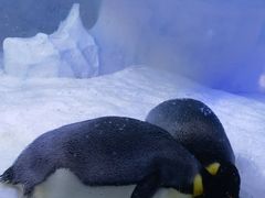 -海合安成都极地海洋公园