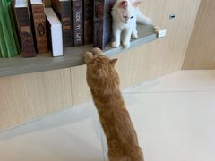 -飞行喵MR PILOT|猫舍·猫咖(静安大融城店)