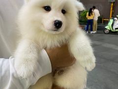 -Let's go狗咖·猫咖·奶狗·桌游(春熙路IFS店)