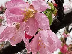 -天适樱花悠乐园