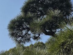 -华雅花园大酒店