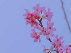 -狐尾山公园