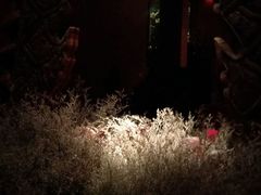 -花马天堂云南餐厅 Lost Heaven(高邮路店)