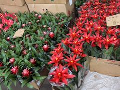 -龙大花卉苗木市场