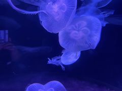 -欢乐海岸海洋奇梦馆
