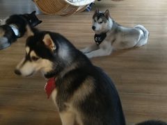 -Husky Go! 哈士奇体验馆·宠物咖啡厅狗咖