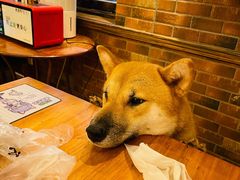 -more than meow吴止猫主题餐厅(承德 中船汇店)