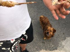 -骆记肠粉油糍