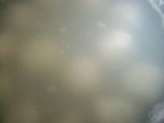 元宵-大桥道