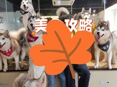 -Husky Go! 哈士奇体验馆·宠物咖啡厅狗咖
