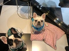 -Oh My Dog宠物沙龙(伊珊娜皮毛护理店)