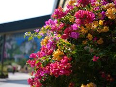 -中国科学院华南植物园