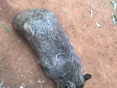 -费瑟代尔野生动物园