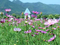 -曲江薰衣草庄园