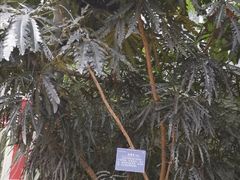 -南山植物园