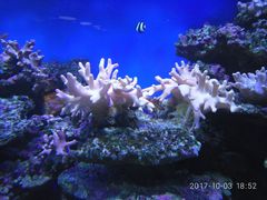 -御唐府海珊瑚主题餐厅