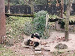-都江堰中华大熊猫苑