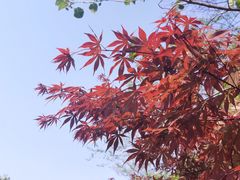 -杭州半山国家森林公园