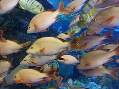 -太平洋海底世界