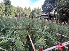 -汤阴县羑里周易博物馆