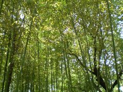 -紫竹院公园冰场