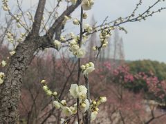 -无锡梅园公园
