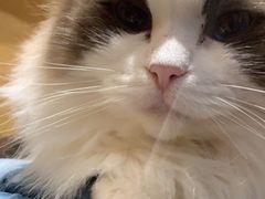 -滚猫咖啡·猫咖·猫友好撸猫(未来城店)